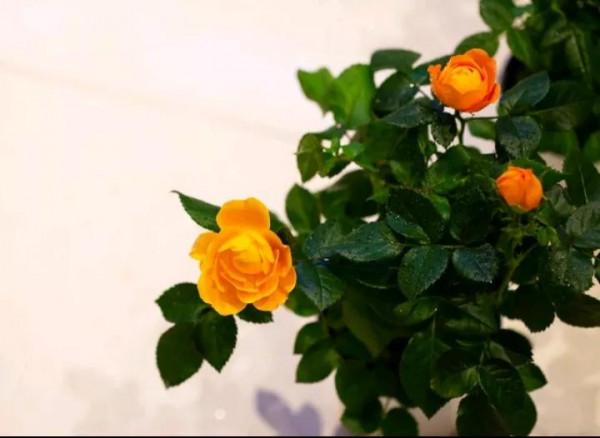 它的分枝性好花期長、花大、勤花，帶有淡淡的香味