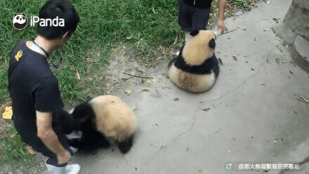 路上偶遇東北虎是什麼體驗？網友：大腦斧能有什麼壞心思呢