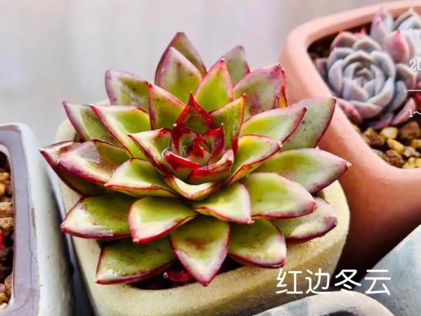 多肉好養嗎? 多肉好養嗎?