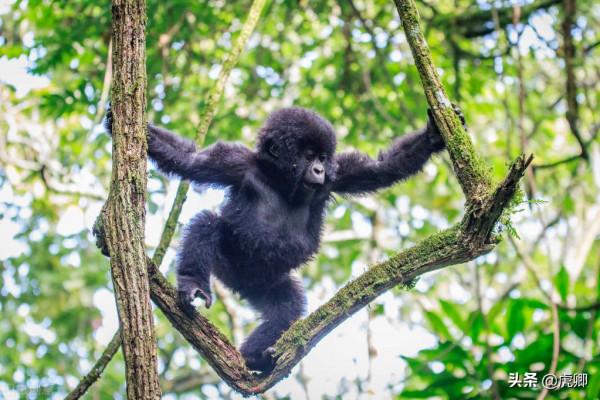 最成功的大猩猩王11歲生子，兒子奪取王位後，如何面對自己母親？