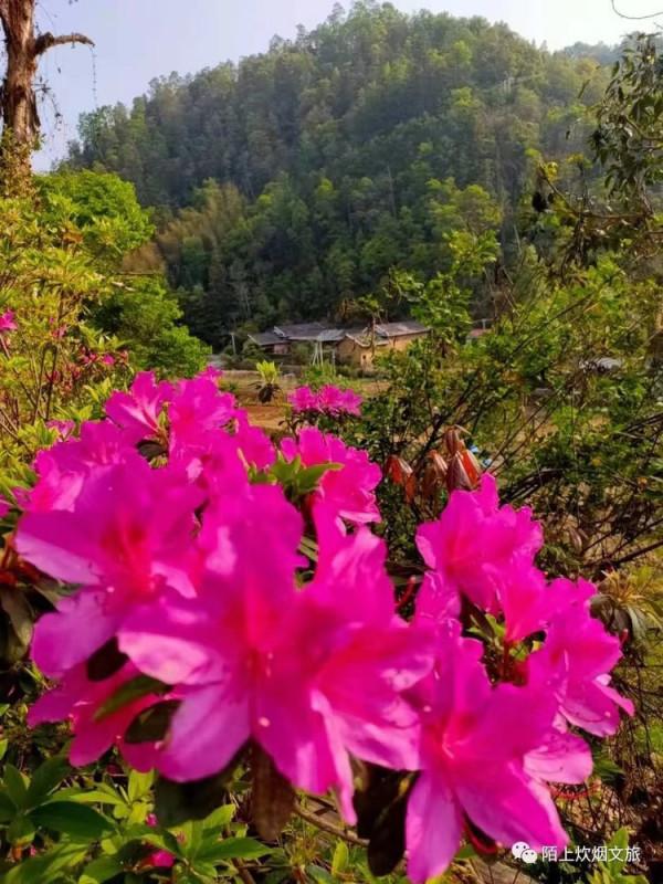 “陌上炊煙”飄逸陽明 “陌上炊煙”飄逸陽明