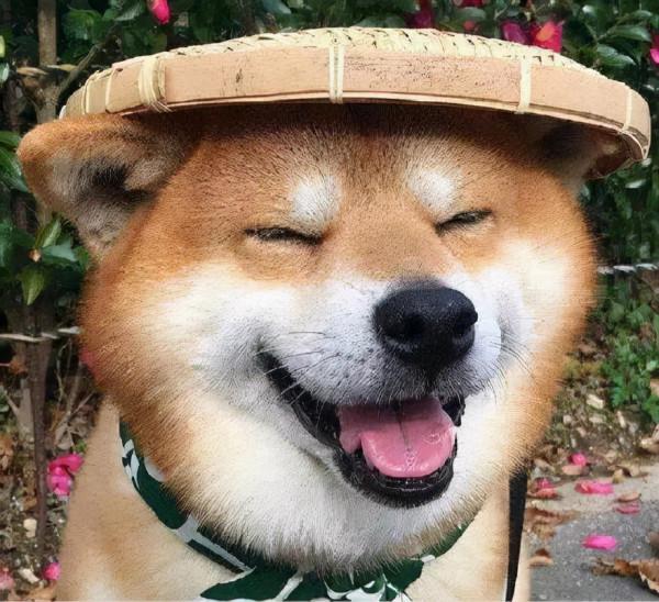 傻狗排行榜：居然還有智商比“二哈”更令人堪憂的