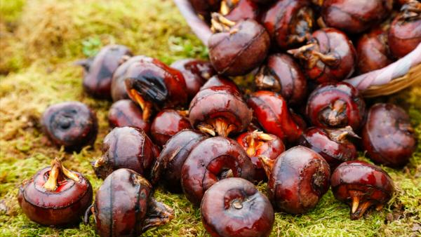 入深秋,別忘記吃“江南水八仙”,健脾祛溼、養心潤肺,舒服過秋 入深秋,別忘記吃“江南水八仙”,健脾祛溼、養心潤肺,舒服過秋