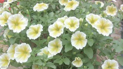 花壇皇后矮牽牛，五彩斑斕飲露秋