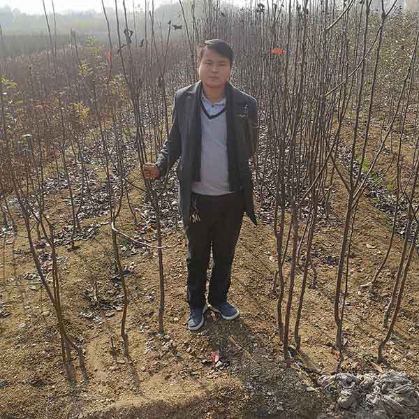 秋月梨樹苗怎麼種植比較好,哪裡有秋月梨樹苗多少錢一顆? 秋月梨樹苗怎麼種植比較好,哪裡有秋月梨樹苗多少錢一顆?