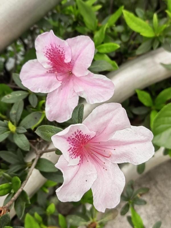 杜鵑花開正豔時