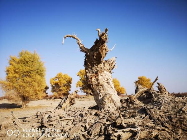 曾經無條件地拜倒在胡楊林的“腳”下