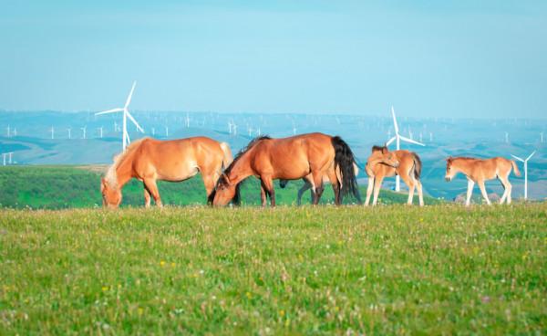 想去壩上草原，哪哪分不清？一篇文章幫你搞明白