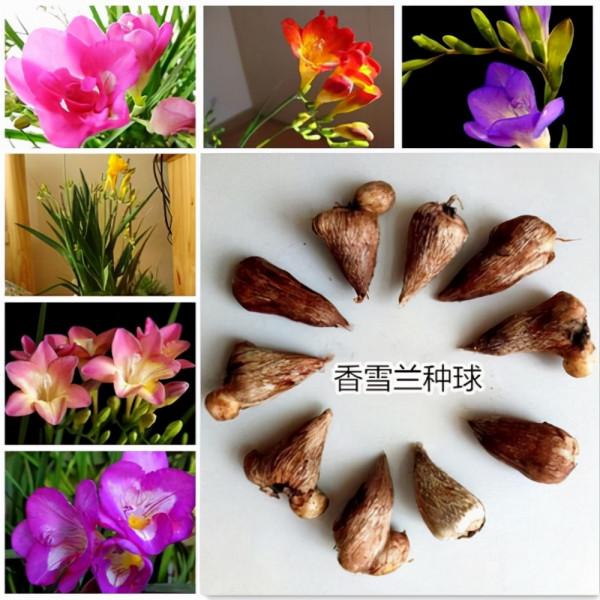 6種&OpenCurlyDoubleQuote;網紅花&rdquo;，喜歡可以買，顏值高，價格實惠，看著就&OpenCurlyDoubleQuote;歡喜&rdquo;