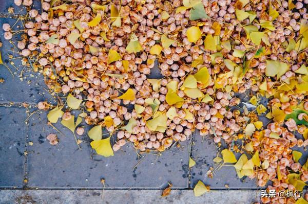 再有半個月，北京將迎來最美的季節，12個銀杏寶藏地，附機位攻略