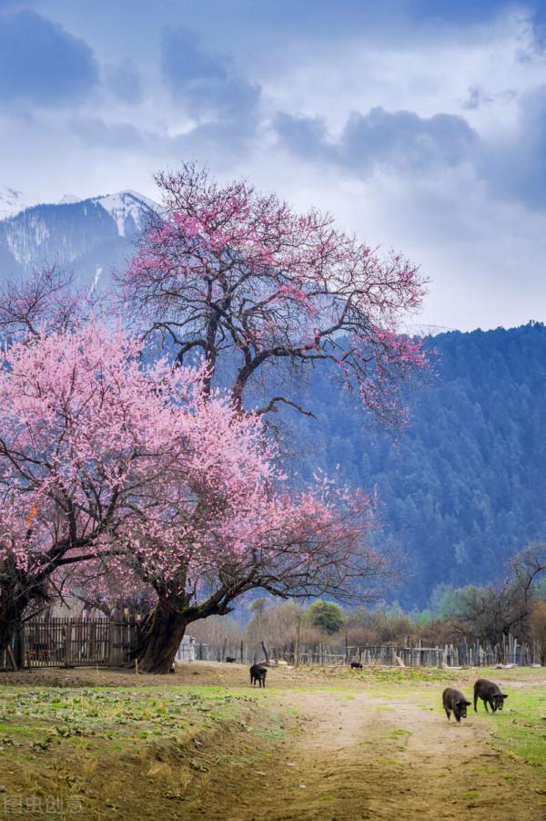 今年最想去的24條線路,與國內最極致的風光邂逅,你都去過幾條? 今年最想去的24條線路,與國內最極致的風光邂逅,你都去過幾條?