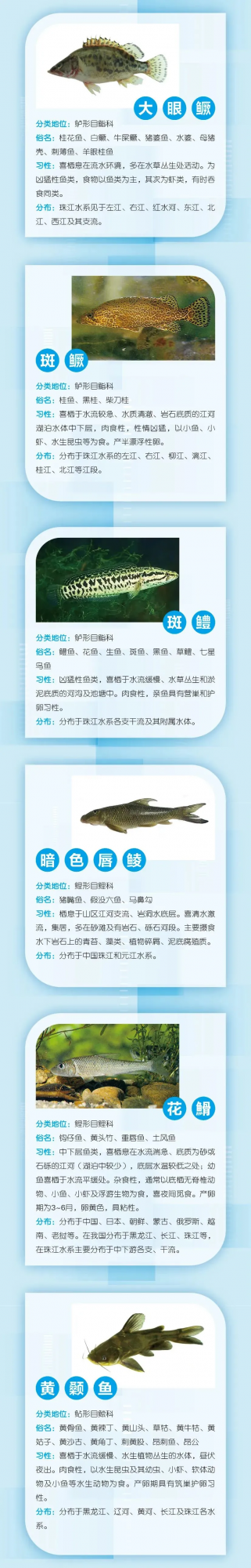 水產種業大閱兵即將開幕！這38個廣東重點魚類種質資源保護品種將亮相↘