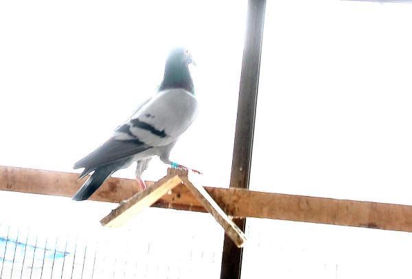 古時候鴿子是如何傳遞信件的？