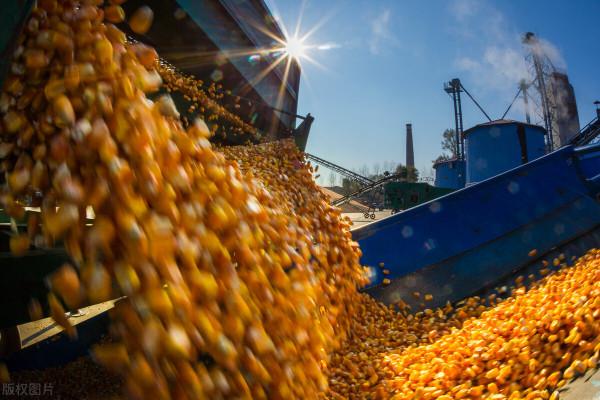 東北、華北&OpenCurlyDoubleQuote;搶糧大戰&rdquo;？但實際落價落得歡，2月16日玉米價格