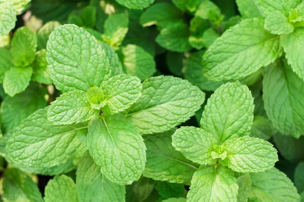 院子裡草太多,種它們就對了,越長越多不說,還不給野草生長機會 院子裡草太多,種它們就對了,越長越多不說,還不給野草生長機會