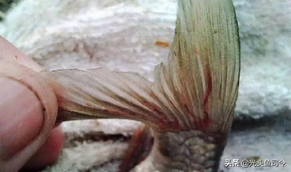 魚類身上常見的6種寄生蟲，5種容易發現，不要吃了後才知道