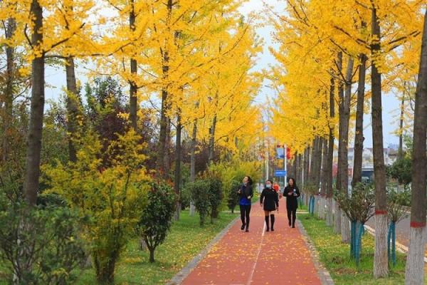 醉人的濱江銀杏公園