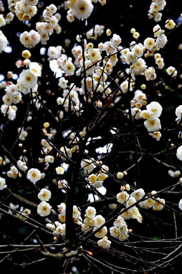 臘梅·白梅·紅梅：三梅齊放