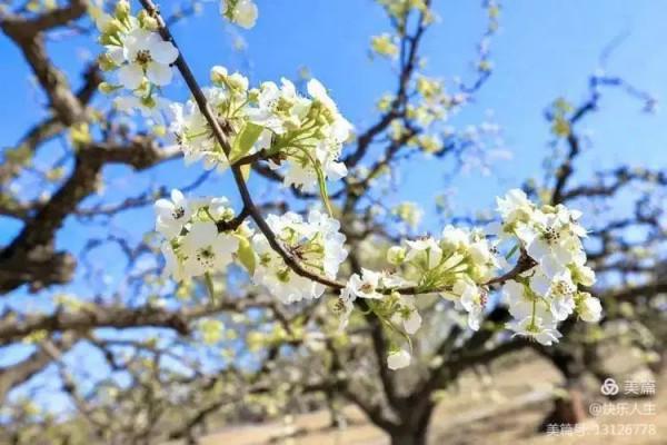 鐵兵遊記｜永定河畔萬畝梨花香雪海