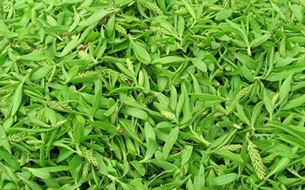 4月吃“春芽”，9種長在樹上的野菜，若你的家鄉也有，記得抓緊吃