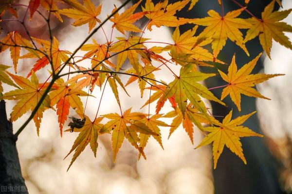 小而美的生活也是一種幸福 小而美的生活也是一種幸福