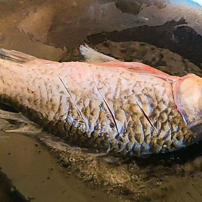 這道減脂餐之紅薯鯽魚湯太銷魂，同事吃過都找我要菜譜