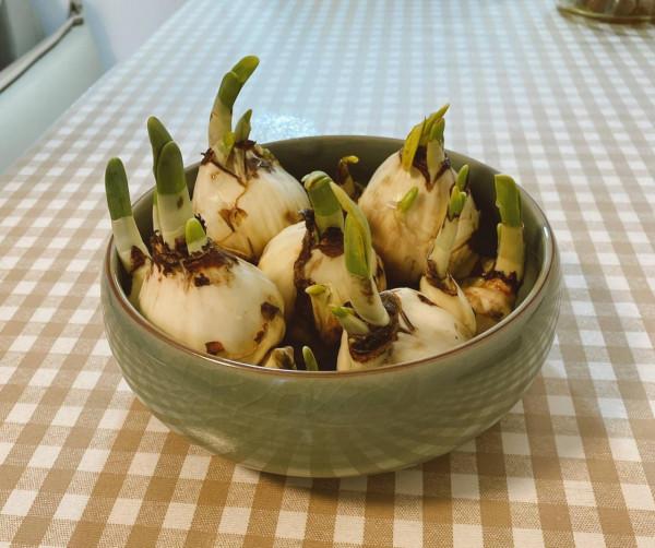 適合冬季養的“3種花”，天天有花可看，越冷花越豔、吉祥又美麗