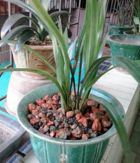 這3種“硬石頭”,原來是養花的“寶”,埋點在盆裡,養啥旺啥 這3種“硬石頭”,原來是養花的“寶”,埋點在盆裡,養啥旺啥