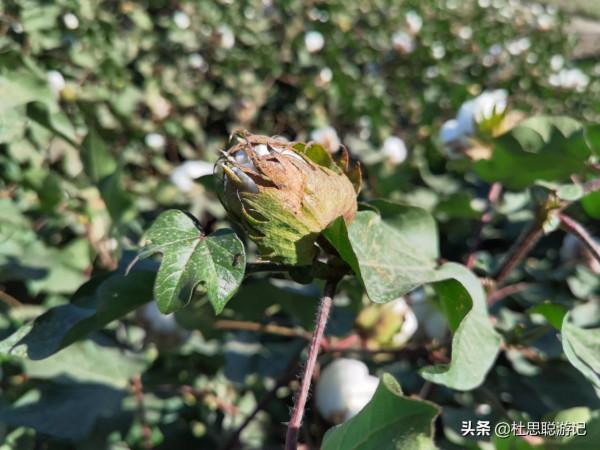 漢EV自駕新疆，離開新疆之前的兩個願望就是看棉花和吃羊肉串