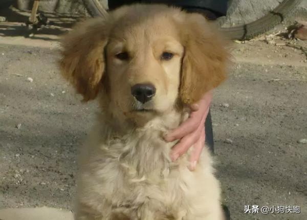 養金毛還是養拉布拉多犬？看完你就知道該如何選擇