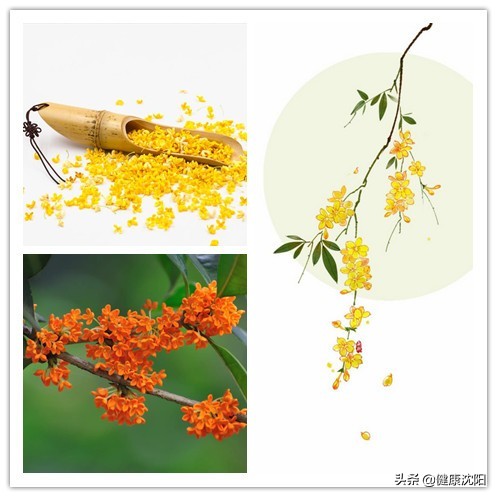 健康科普堂 | 月是中秋明 風物宜養生