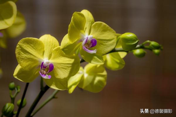 2022新春遊園&mdash;&mdash;植物園賞花