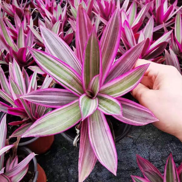 24種紫色花草,高貴而優雅,比綠蘿吊蘭好看多了 24種紫色花草,高貴而優雅,比綠蘿吊蘭好看多了