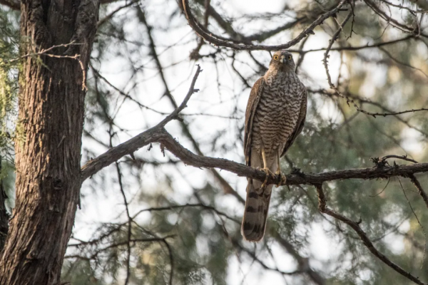 拍鳥記（九十一）天壇拍鳥之雀鷹