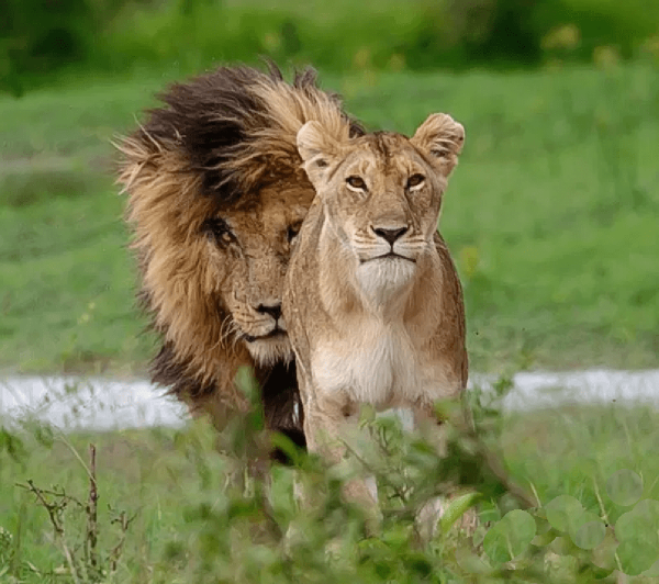 獅王刀疤：獅群稱王達9年，同時控制5個獅群，一生為王，終得善終