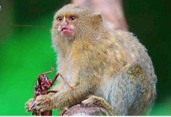 拇指猴:手指大小的猴子,吸樹汁,吃昆蟲,身高10釐米,重僅2兩 拇指猴:手指大小的猴子,吸樹汁,吃昆蟲,身高10釐米,重僅2兩