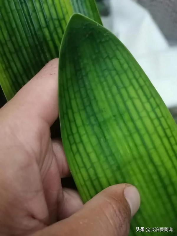 “藥花”～君子蘭