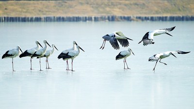 黃河溼地“憨老等” 黃河溼地“憨老等”