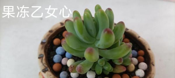 初學養花，從少操心，易活且四季美麗多變的植物養起 第三集