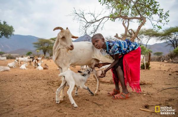 竟能養活非洲象，想必是“非洲第一奶”
