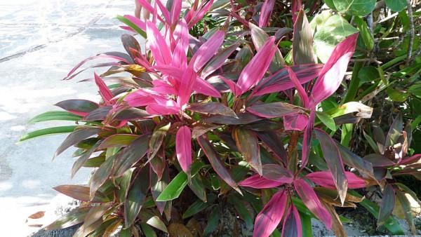 冬季在室內養這幾種花卉，光照不足也影響不大，開花照樣豔麗好看