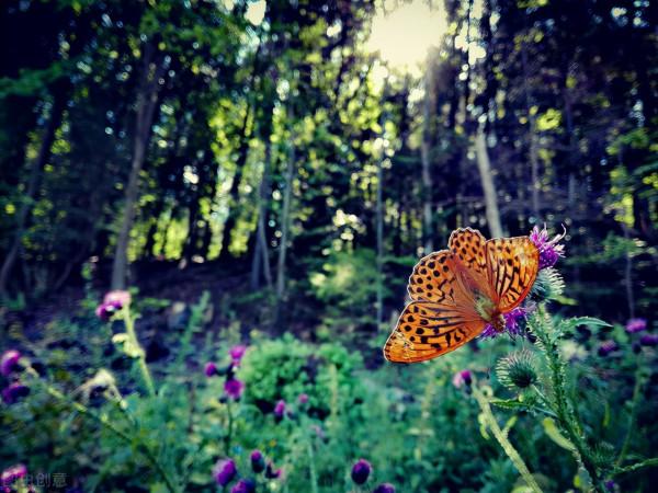 “蝴蝶效應”你真的瞭解嗎？