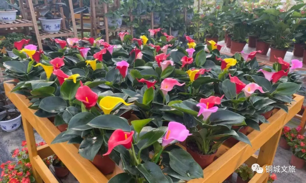 新春來賞花，感受春的氣息