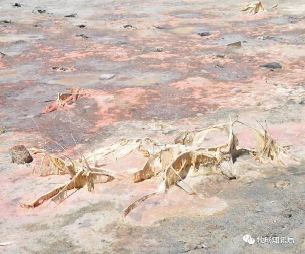 東北鹽鹼化，令人非常擔憂