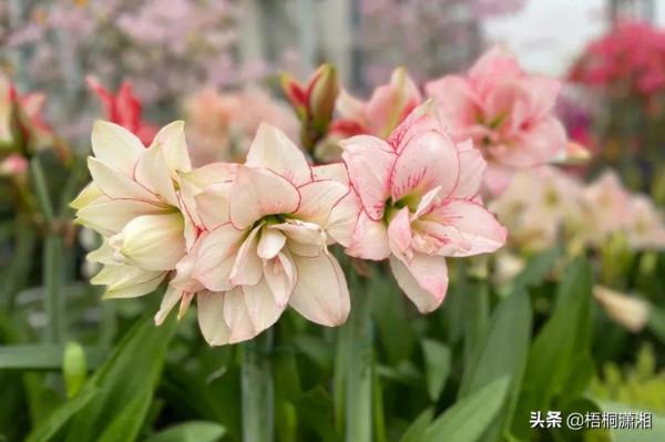 那些被名字耽誤了的極品花卉 那些被名字耽誤了的極品花卉