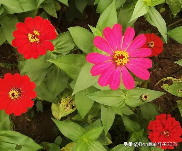 我視界裡的花花草草