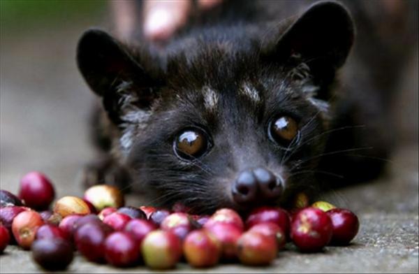 因為自己的“便便”太值錢,慘遭人類圈養,每天只能吃咖啡豆度日 因為自己的“便便”太值錢,慘遭人類圈養,每天只能吃咖啡豆度日