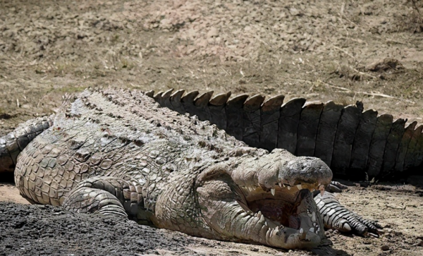 傳奇巨鱷古斯塔夫：十年殘殺300餘人，軍隊打不死，至今逍遙法外