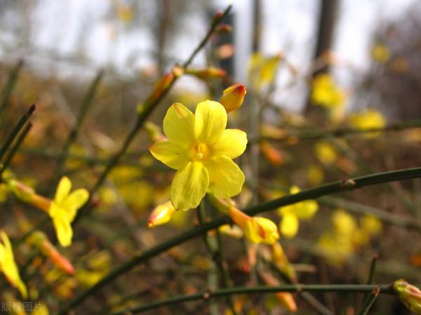 50種冬季裡開放的花卉，這些花最合適在冬季裡養