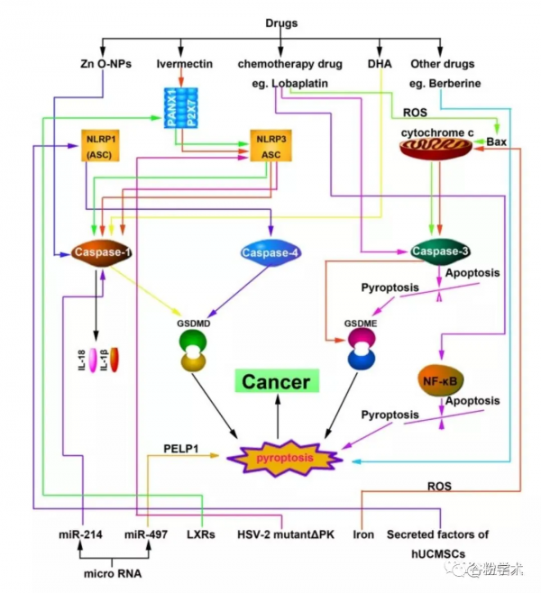 科研熱點來襲｜細胞焦亡